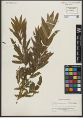 Foto von Salix purpurea L. x Salix viminalis L.